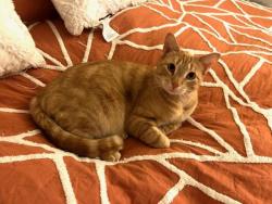 Reunited Male Cat last seen Rancho Vista and Avenida Vista Verde, Palmdale, CA 93551