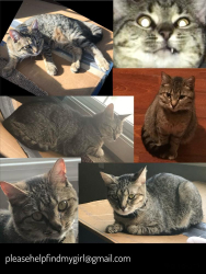 Lost Female Cat last seen Franklin, ky, Franklin, KY 42134