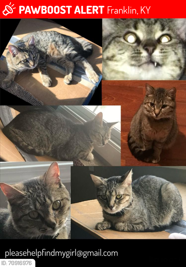 Lost Female Cat last seen Franklin, ky, Franklin, KY 42134