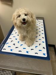 Lost Female Dog last seen S Orange Ave and Colgate Dr/Broome St, Newark, NJ 07103