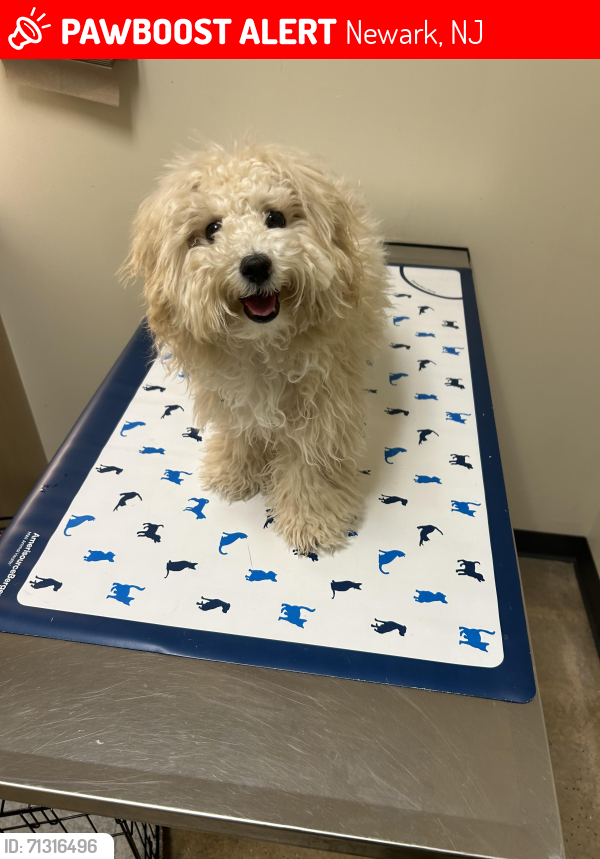 Lost Female Dog last seen S Orange Ave and Colgate Dr/Broome St, Newark, NJ 07103