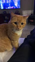 Lost Male Cat last seen apmts by Walmart Moreno Beach Drive, Moreno Valley, CA 92555