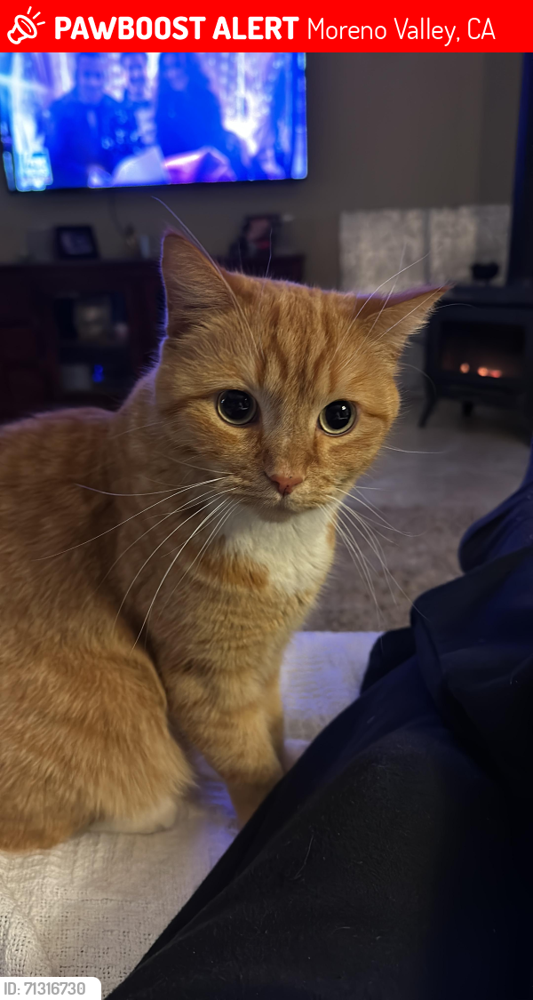 Lost Male Cat last seen apmts by Walmart Moreno Beach Drive, Moreno Valley, CA 92555