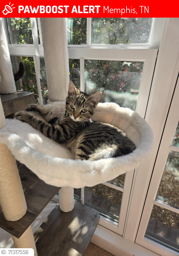 Lost Male Cat last seen Morning Woods Dr between Cedar Fall Cove and Morning Woods Cove, Memphis, TN 38016