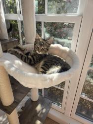 Lost Male Cat last seen Morning Woods Dr between Cedar Fall Cove and Morning Woods Cove, Memphis, TN 38016
