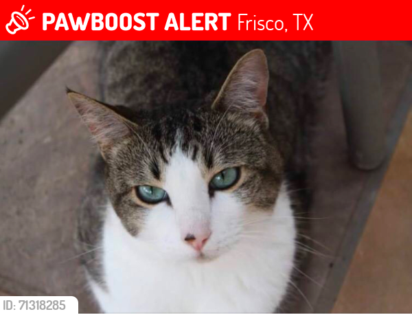 Lost Male Cat last seen Woodstream Dr Frisco, TX  75034 United States, Frisco, TX 75034