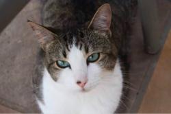 Lost Male Cat last seen Woodstream Dr Frisco, TX  75034 United States, Frisco, TX 75034