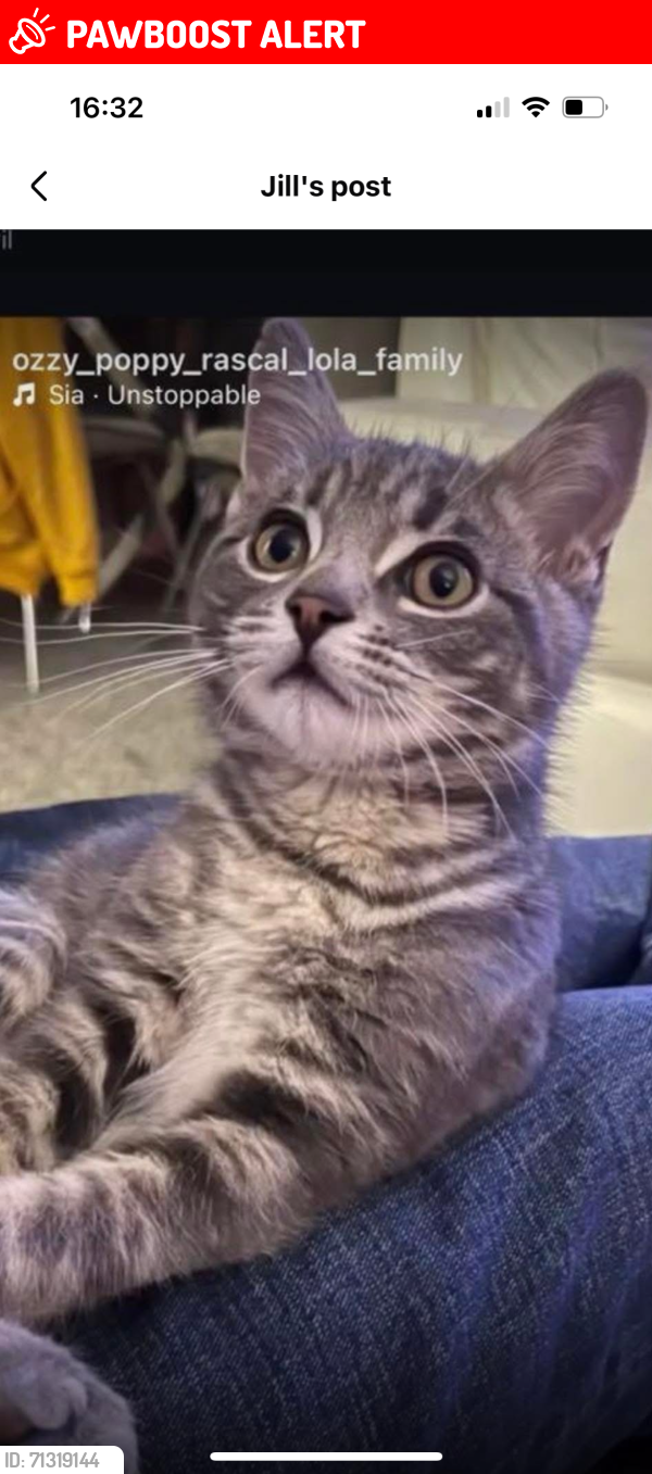 Lost Male Cat last seen G74 3LE, East Kilbride, Scotland G74 3LE