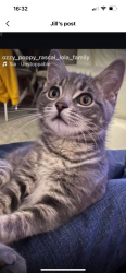 Lost Male Cat last seen G74 3LE, East Kilbride, Scotland G74 3LE