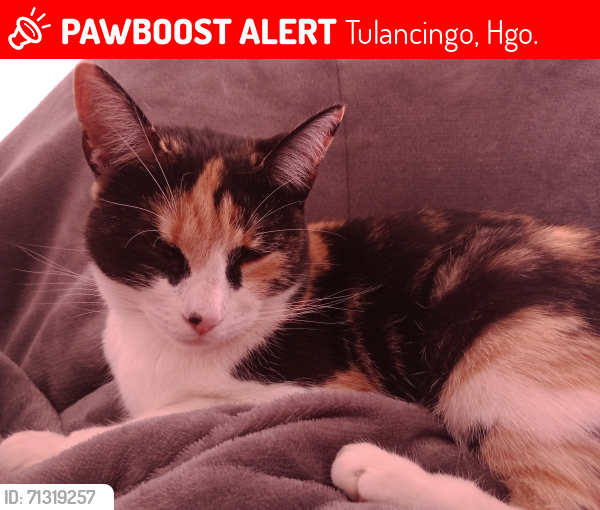 Lost Female Cat last seen entre Av Teotihuacan y Av Tecali. Calle Miguel Negrete, en frente de una capilla en la colonia Vicente Guerrero , Tulancingo, Hgo. 