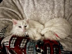 Lost Female Cat last seen Creekwood Subdivision near Five Forks Area, Simpsonville, SC 29681