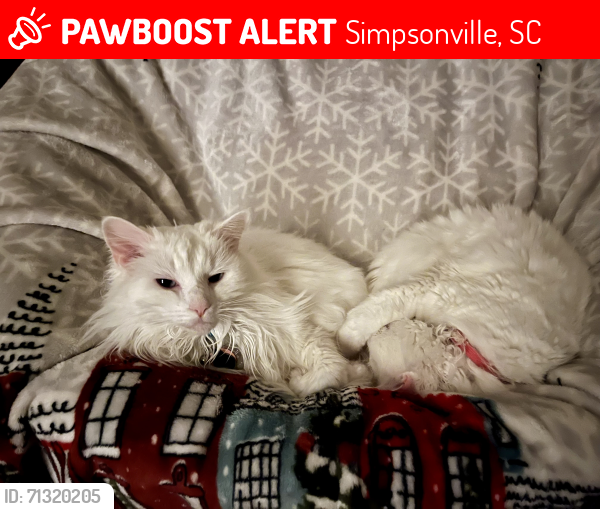 Lost Female Cat last seen Creekwood Subdivision near Five Forks Area, Simpsonville, SC 29681