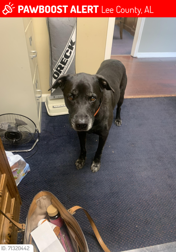 Lost Male Dog last seen Lee road 72 Waverly AL 36879, Lee County, AL 36879