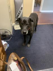 Lost Male Dog last seen Lee road 72 Waverly AL 36879, Lee County, AL 36879