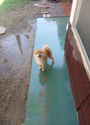 Lost Male Dog last seen Darrington / Alderwood Manor , Horizon City, TX 79928