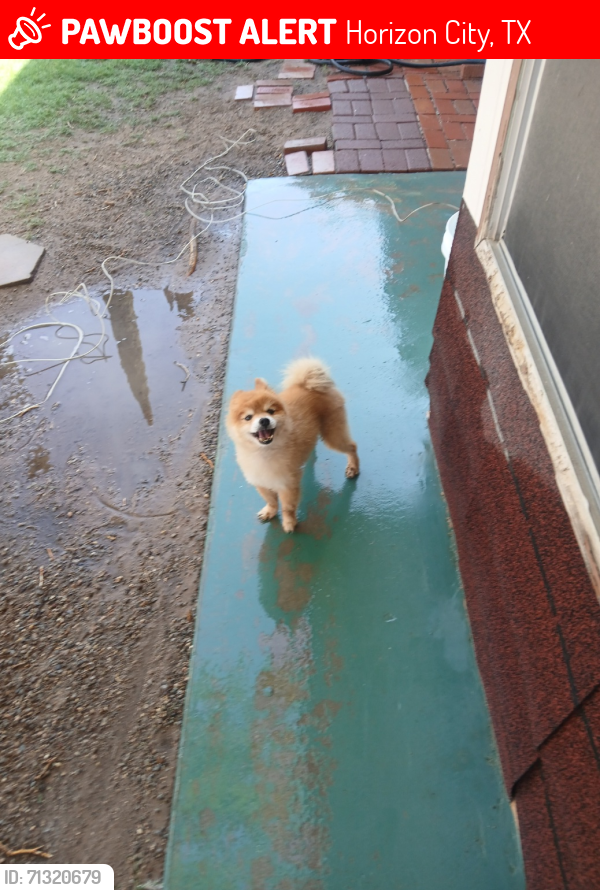 Lost Male Dog last seen Darrington / Alderwood Manor, Horizon City, TX 79928