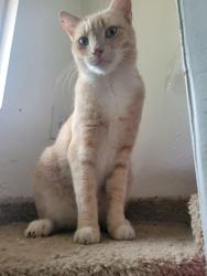 Lost Male Cat last seen 15th st Hatcher, Phoenix, AZ 85020