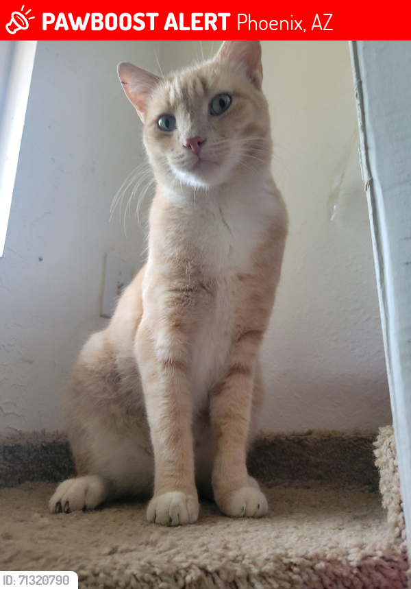Lost Male Cat last seen 15th st Hatcher, Phoenix, AZ 85020