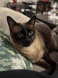 Lost Female Cat last seen Flat Shoals & Battle Forest , Decatur, GA 30034