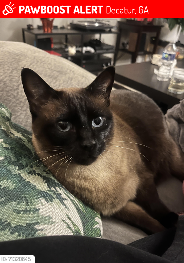 Lost Female Cat last seen Flat Shoals & Battle Forest , Decatur, GA 30034