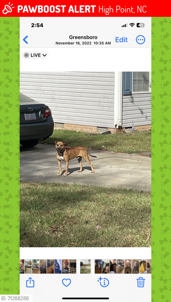 Lost Male Dog last seen Dog pounds, Archdale, NC 27263