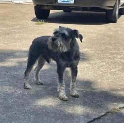 Lost Male Dog last seen South Park and Preston Hwy , Louisville, KY 40229