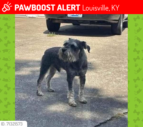 Lost Male Dog last seen South Park and Preston Hwy , Louisville, KY 40229