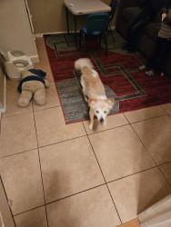 Lost Male Dog last seen Horizon  and petluma rd., Victorville, CA 92392