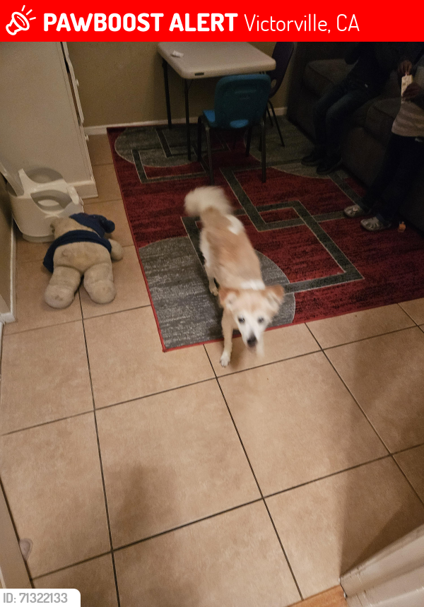 Lost Male Dog last seen Horizon  and petluma rd., Victorville, CA 92392