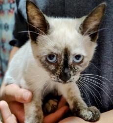 Lost Female Cat last seen  WinCo on Baseline Hillsboro , Forest Grove, OR 97116