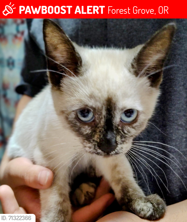 Lost Female Cat last seen  WinCo on Baseline Hillsboro , Forest Grove, OR 97116