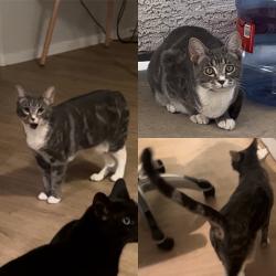 Lost Female Cat last seen E Russel road, Las Vegas, NV 89122