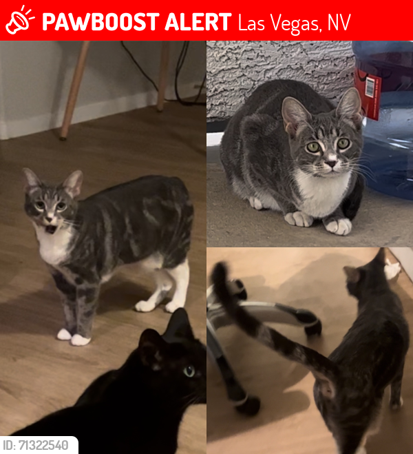 Lost Female Cat last seen E Russel road, Las Vegas, NV 89122