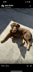 Lost Male Dog last seen Wabash, Los Angeles, CA 90063