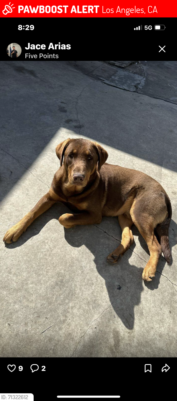 Lost Male Dog last seen Wabash, Los Angeles, CA 90063