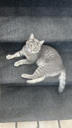 Reunited Male Cat last seen poplar street, Half Moon Bay, CA 94019