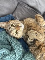 Reunited Female Cat last seen Bobs Marina, Antioch, IL 60002