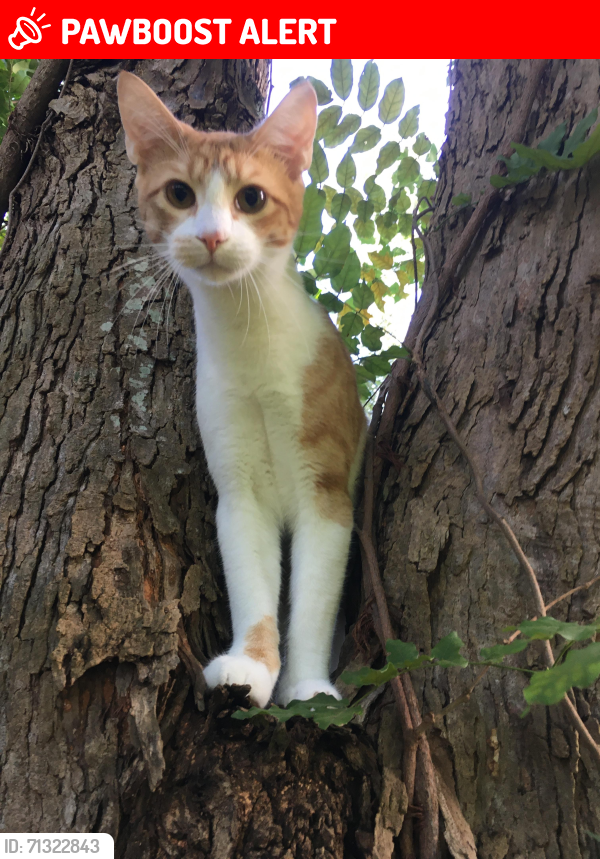 Lost Male Cat last seen Thornlee Drive and Rivers Avenue, North Charleston, SC 29405
