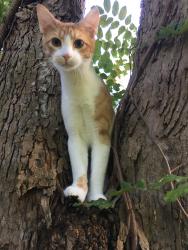 Lost Male Cat last seen Thornlee Drive and Rivers Avenue, North Charleston, SC 29405