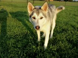 Lost Male Dog last seen Lonnie Holt and Blackmon, Milan, TN 38358