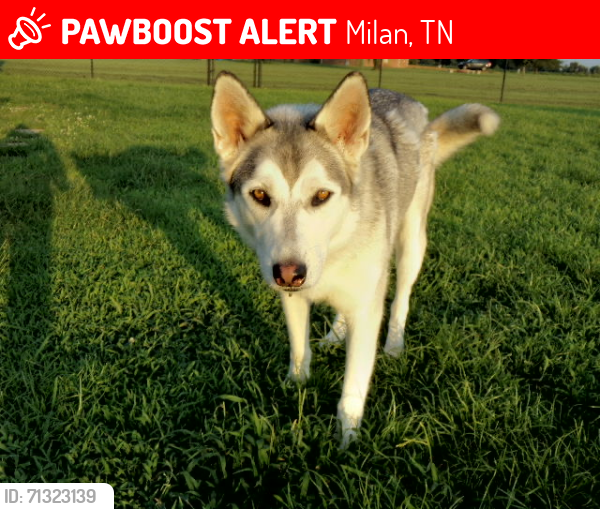 Lost Male Dog last seen Lonnie Holt and Blackmon, Milan, TN 38358