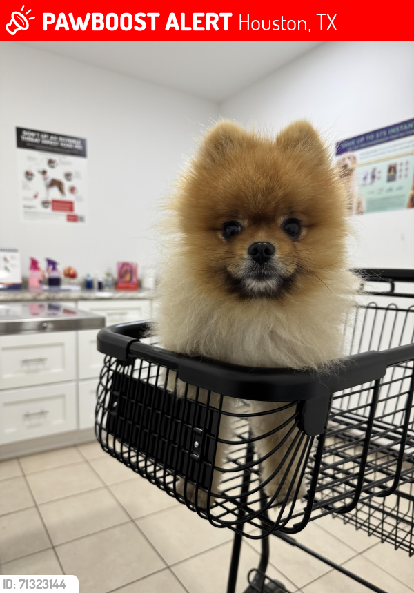 Lost Male Dog last seen Revellie & Park Place, Houston, TX 77087