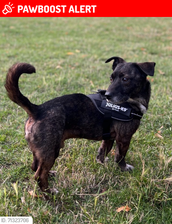 Lost Male Dog last seen Belmont road, Herefordshire, England HR2 7JE