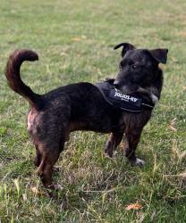 Lost Male Dog last seen Belmont road, Herefordshire, England HR2 7JE