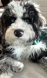 Lost Male Dog last seen Elevate Barber shop. North Tampa., Tampa, FL 33604