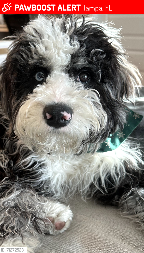 Lost Male Dog last seen Elevate Barber shop. North Tampa., Tampa, FL 33604