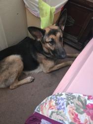 Lost Female Dog last seen Woodforest & Dell Dale, Channelview, TX 77530