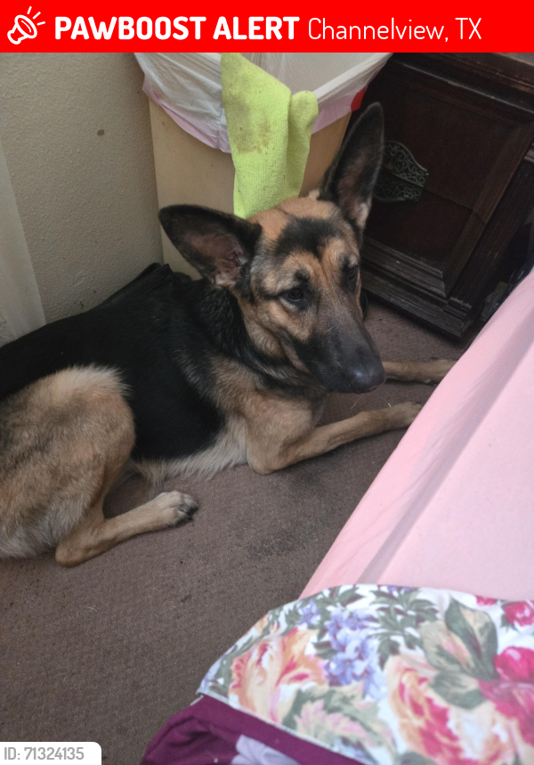 Lost Female Dog last seen Woodforest & Dell Dale, Channelview, TX 77530