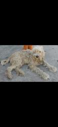 Lost Male Dog last seen cogswell elementary school , El Monte, CA 91733