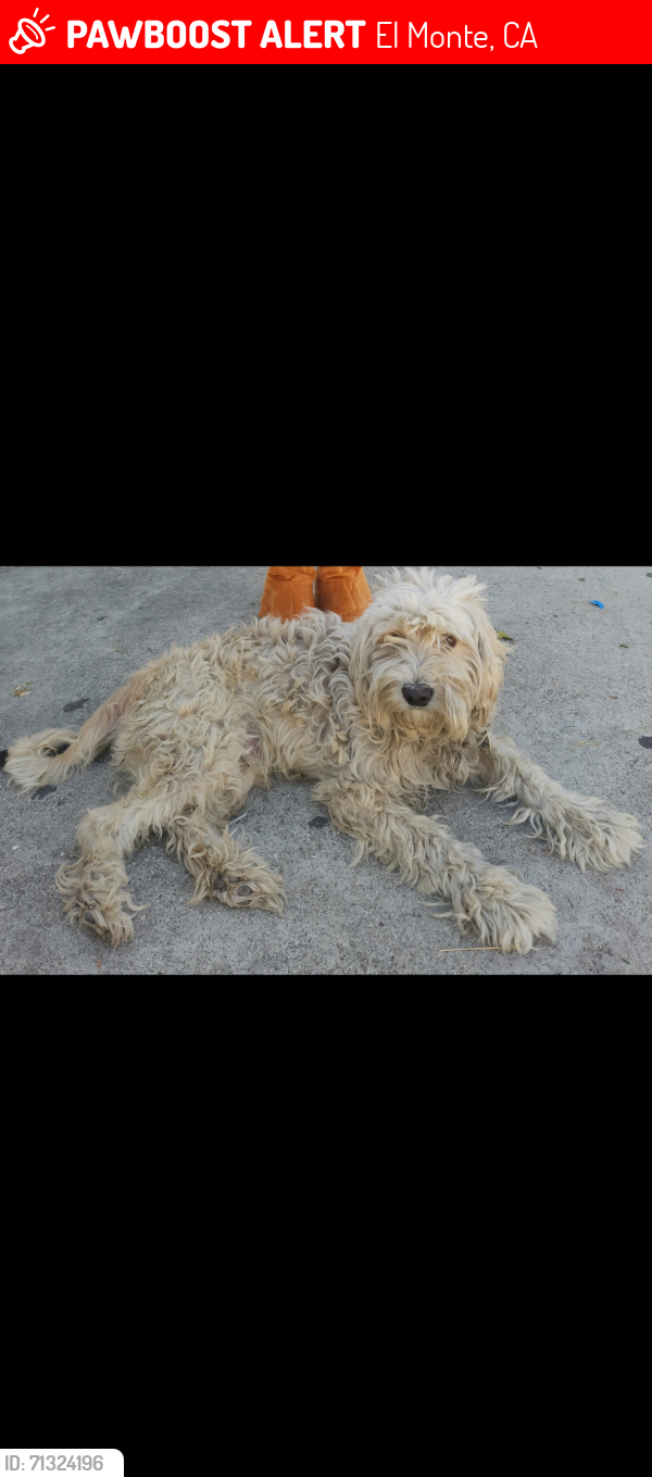 Lost Male Dog last seen cogswell elementary school , El Monte, CA 91733